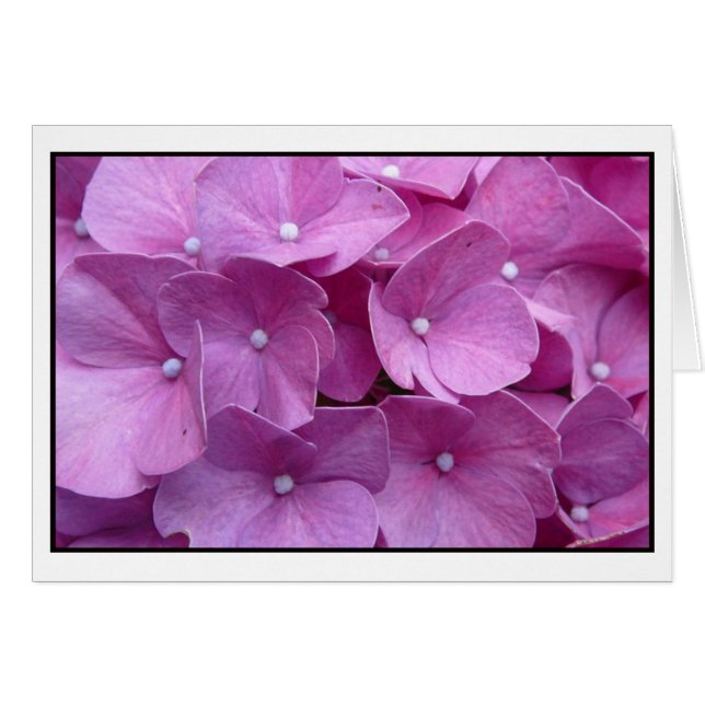 Lila Hydrangea Blossom (Vorderseite (Horizontal))