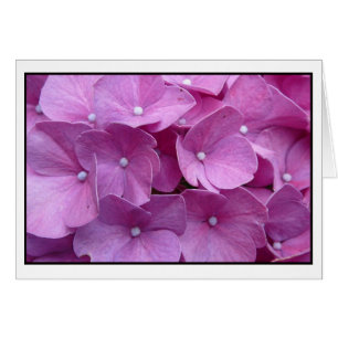 Lila Hydrangea-Blüte