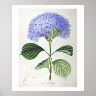 Lila Hydrangea Botanisches Zeichnend Poster drucke
