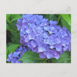 Lila Hydrangeas Postkarte