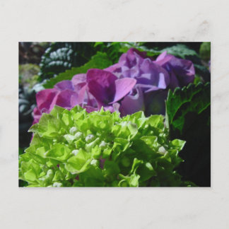 Lila Hydrangeas-Postkarte Postkarte