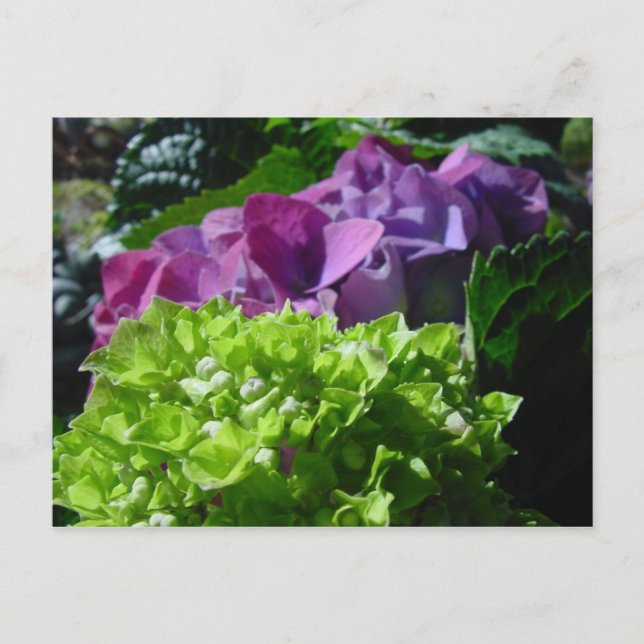Lila Hydrangeas-Postkarte Postkarte (Vorderseite)