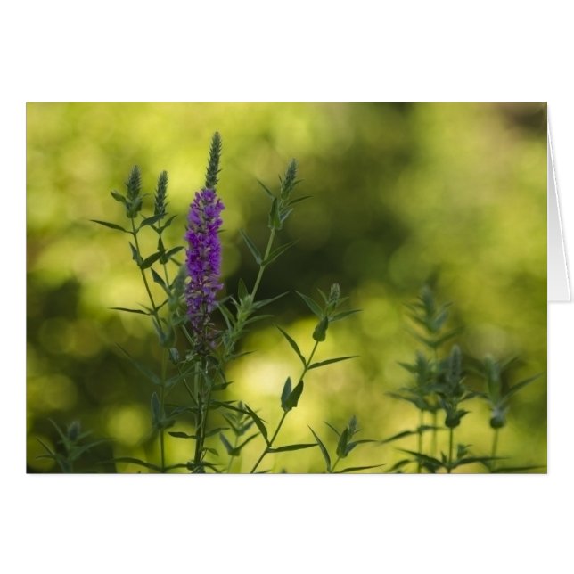 Lila im Gold (Vorderseite (Horizontal))