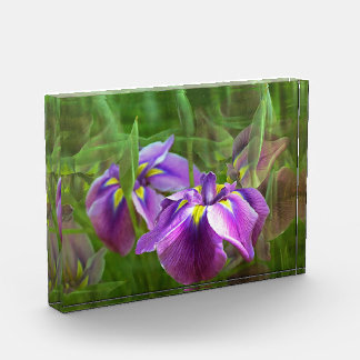 Lila Ire in Motion Fotoblock