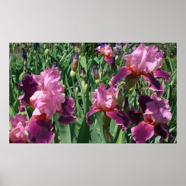 Lila Ire Spring Floral Poster (Vorne)