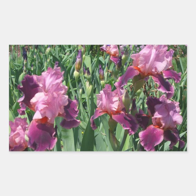 Lila Ire Spring Floral Rechteckiger Aufkleber (Vorderseite)