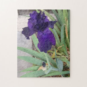 Lila Iris