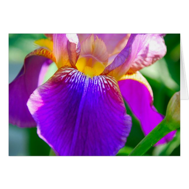 Lila Iris (Vorderseite (Horizontal))