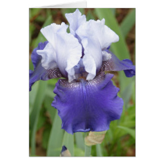 Lila Iris