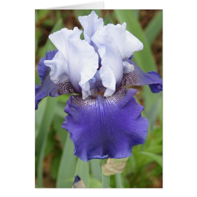 Lila Iris (Vorne)