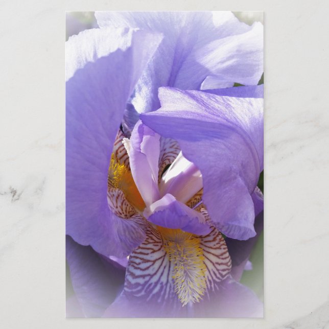 lila Iris (Vorderseite)