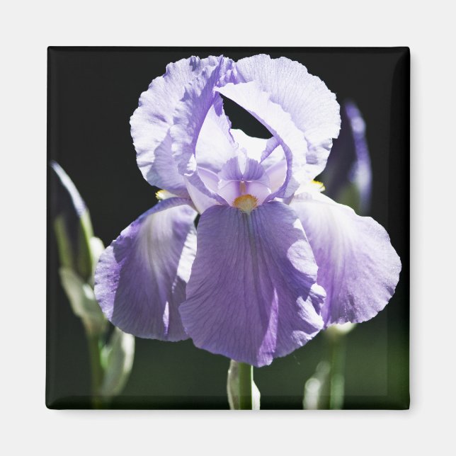 Lila Iris 8393 Magnet (Vorne)