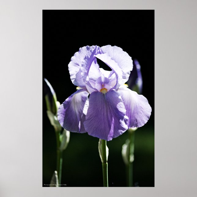 Lila Iris 8393 Print Poster (Vorne)