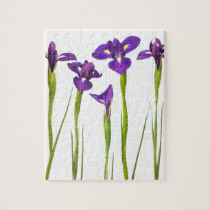 Lila Iris abgeschieden auf einem weißen
