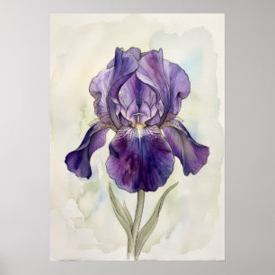 Lila Iris-Aquarell-Kunstposter Botanische Blumen Poster