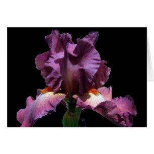 Lila Iris auffallend