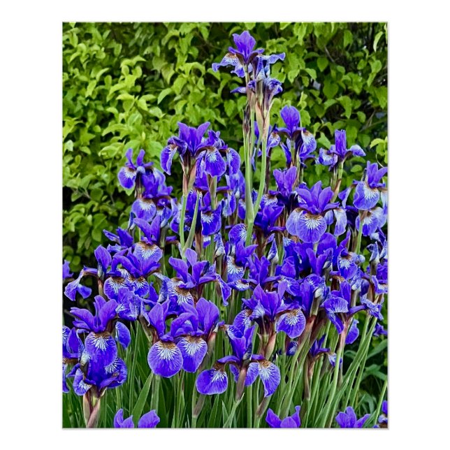 Lila Iris-Blume am Ufer Poster (Vorderseite)
