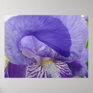 Lila Iris Blume Art Poster Blumendrucke
