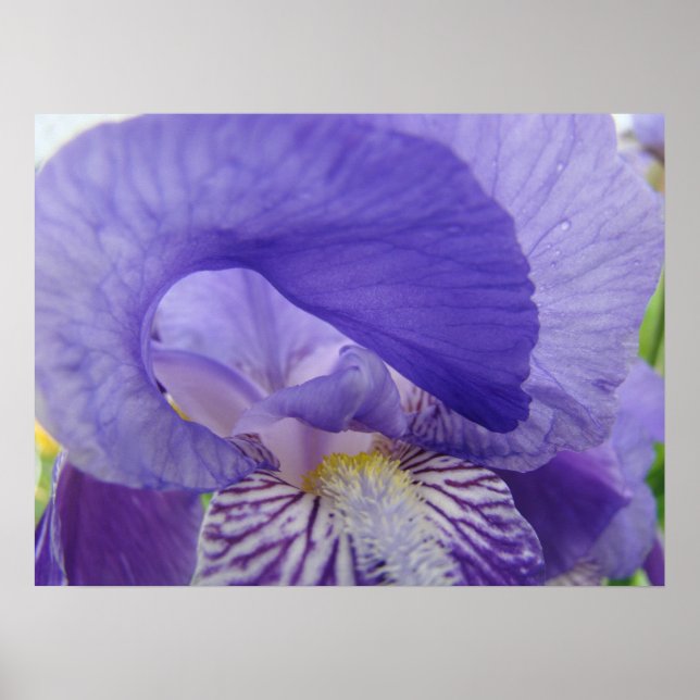 Lila Iris Blume Art Poster Blumendrucke (Vorne)
