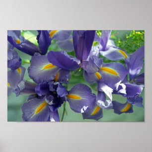 Lila Iris Blume Art Print Poster