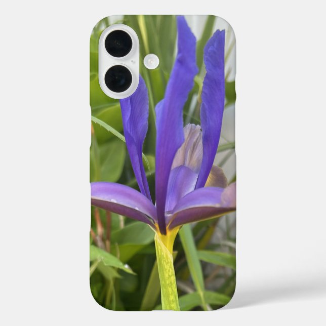 Lila Iris Blume Außenbereich Garten Natur Foto iPhone 16 Hülle (Rückseite)