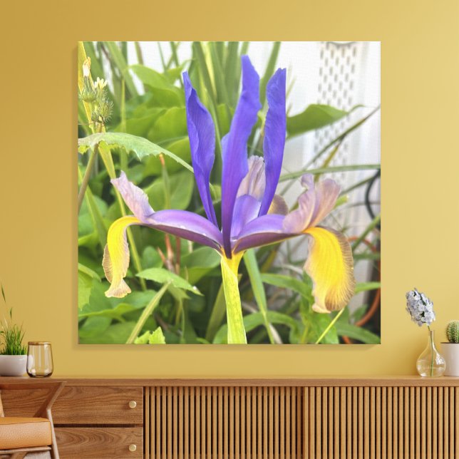 Lila Iris Blume Außenbereich Garten Natur Foto Leinwanddruck (Insitu (Wohnzimmer))