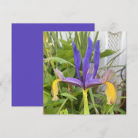 Lila Iris Blume Außenbereich Garten Natur Foto