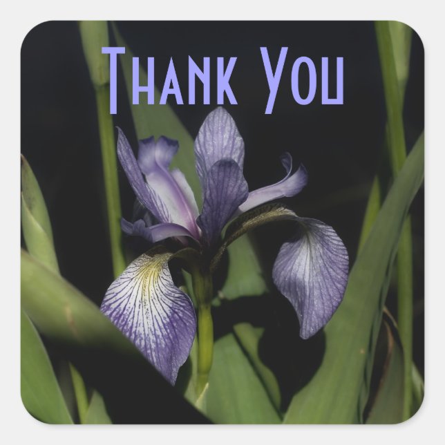Lila Iris Blume Danke, Aufkleber (Vorderseite)