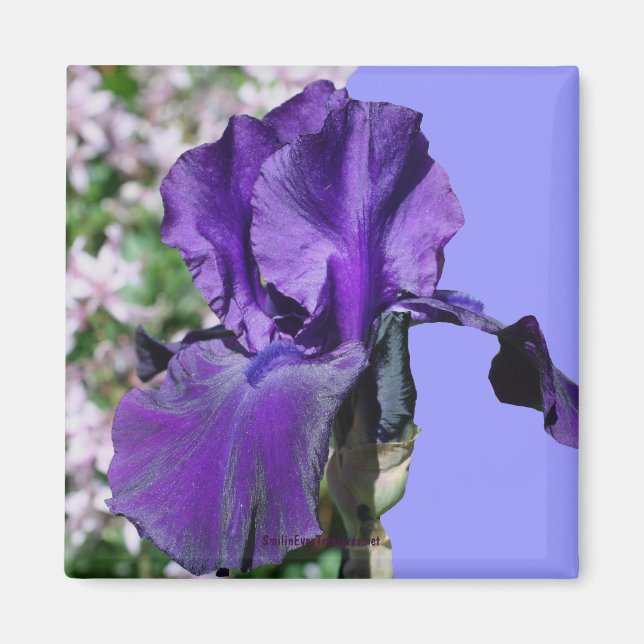 Lila Iris Blume Foto Magnet (Vorne)