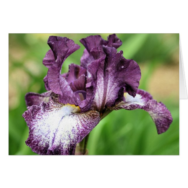 Lila Iris-Blume-Fotokarte (Vorderseite (Horizontal))