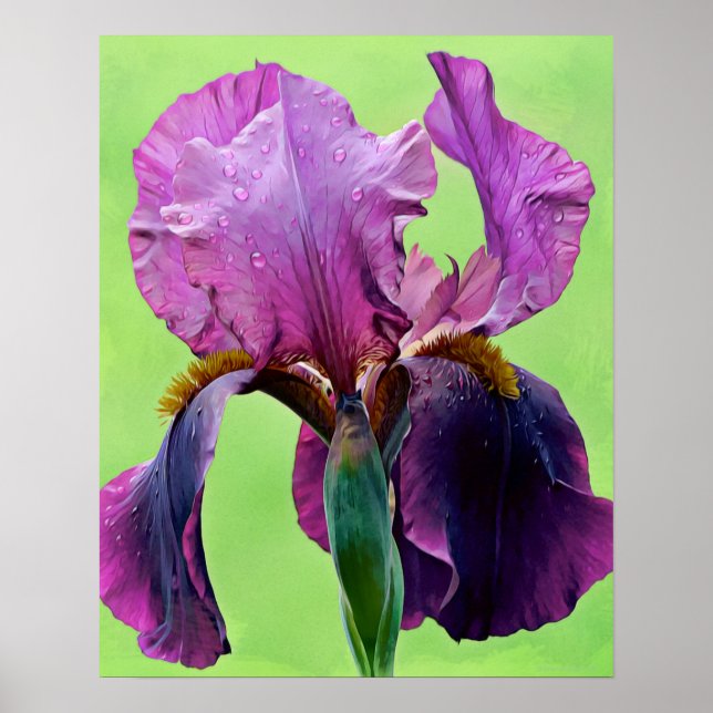 Lila Iris Blume Fotokunst Poster (Vorne)