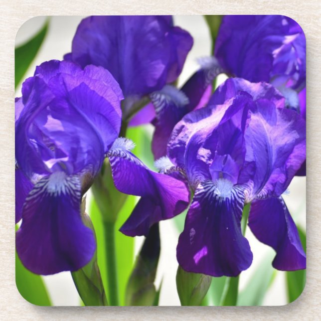 Lila Iris-Blume Getränkeuntersetzer (Vorderseite)