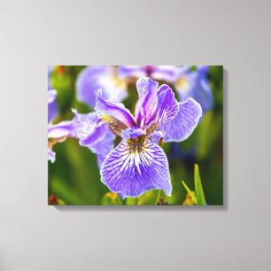 Lila Iris-Blume Leinwanddruck