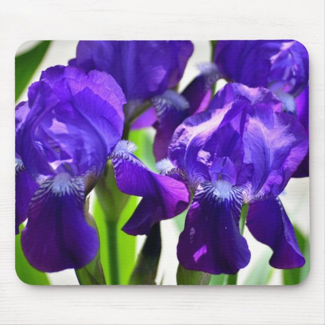 Lila Iris-Blume Mousepad (Vorne)