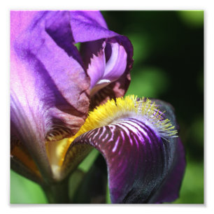 Lila Iris Blume Petal Nah 8x8 Fotodruck