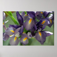 Lila Iris Blume Poster Art drucken