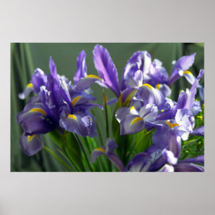 Lila Iris Blume Poster Art drucken