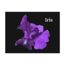 Lila Iris-Blume