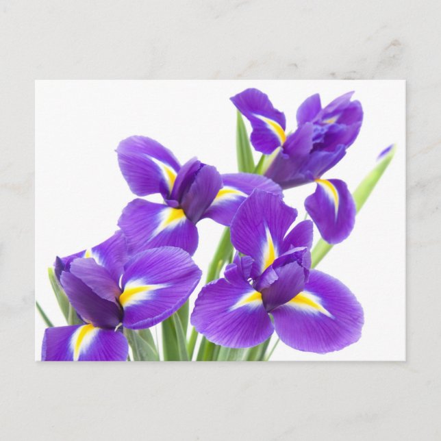 lila Iris-Blume Postkarte (Vorderseite)