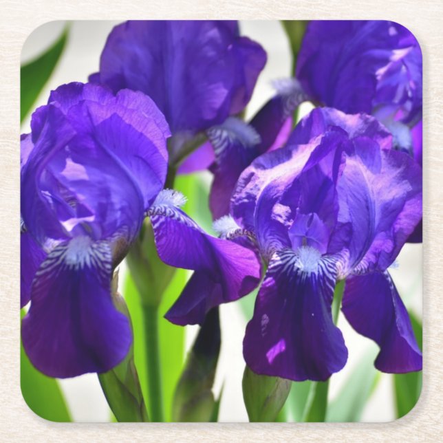 Lila Iris-Blume Rechteckiger Pappuntersetzer (Vorderseite)