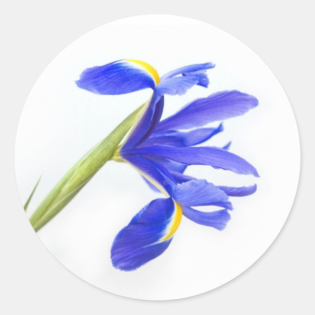 Lila Iris-Blume Runder Aufkleber (Vorderseite)