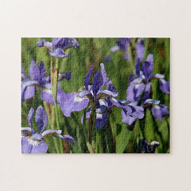 Lila Iris-Blumen (Horizontal)