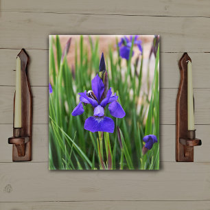 Lila Iris-Blumen-Botanische Fotografie Leinwanddruck