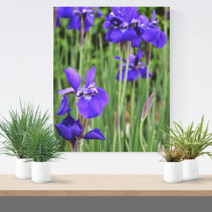 Lila Iris-Blumen-Botanische Fotografie Leinwanddruck