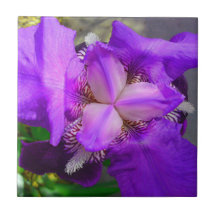 Lila Iris-Blumen-Fliese