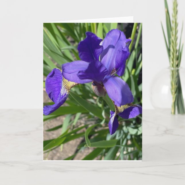 Lila-Iris-Blumen-Fotografie-Gruß  Karte (Vorderseite)