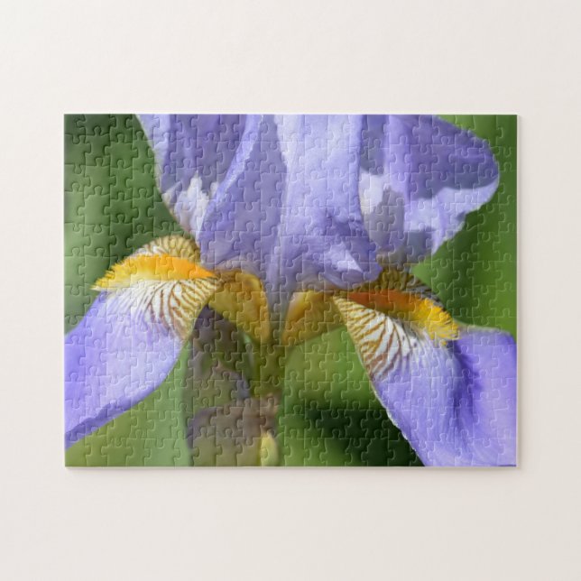 Lila Iris-Blumenfotografie (Horizontal)