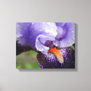Lila Iris Canvas Print Leinwanddruck