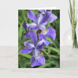 Lila Iris Dankeskarte