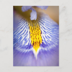 Lila Iris Feiertagspostkarte